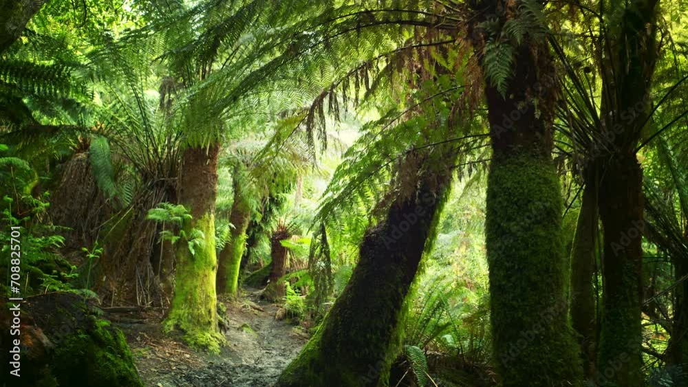 Sunshine in tropical jungle forest. Fern trees in Australia Sunshine in tropical jungle forest. Fern trees in Australia