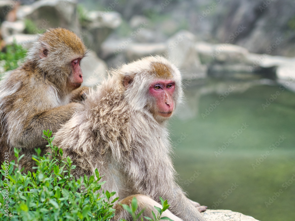 Japanese Macaque sitting by hot spring in summer Japanese Macaque sitting by hot spring in summer