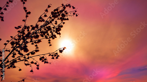 Soft blurred nature background with flowers, bright colorful sky. Orange, red, purple. Sunset tranquility boho style. Summer nature
