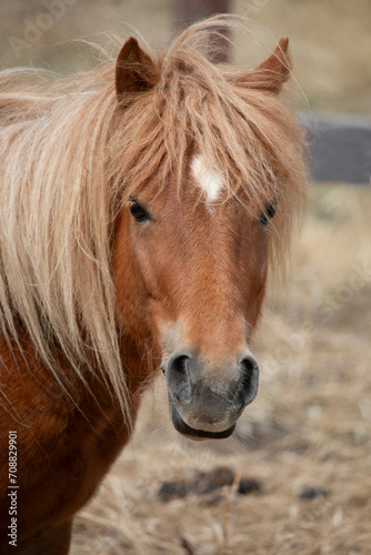 One sorrel colored miniature pony standing stationary in the barnyard staring at the camera.