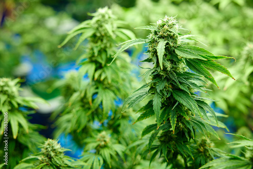 close up cannabis hemp in the greenhouse