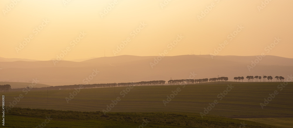 Obraz premium Trees planted in a row. Shemakha. Azerbaijan.