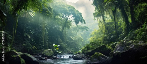 Costa Rican rainforest