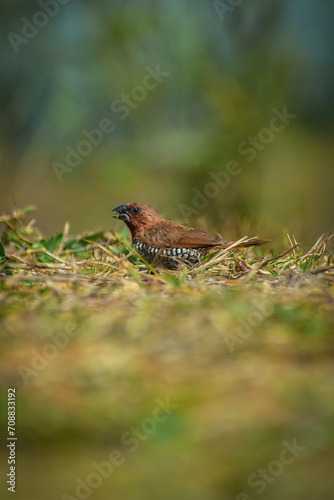 A scaly breasted munia on the ground.