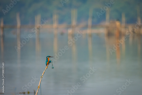 Common kingfisher on a perch.