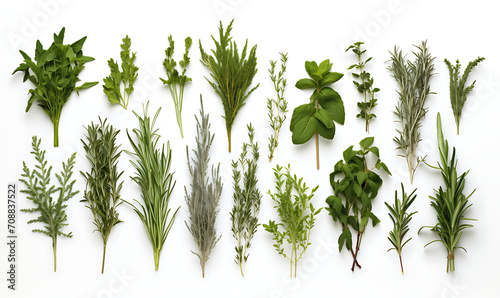 Essentials herbs photography high detail isolated white by background AI Image generative