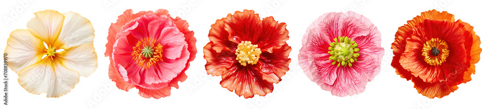 different exotic poppy flowers isolated on a transparent background, top view - obrazy, fototapety, plakaty 