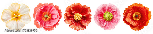 different exotic poppy flowers isolated on a transparent background, top view