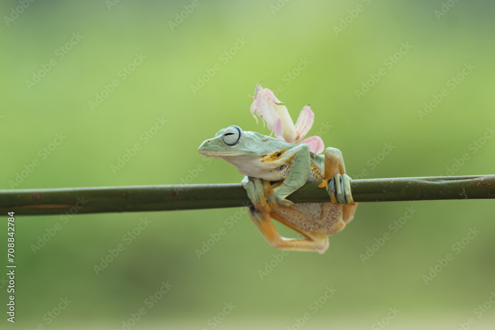 a frog, an orchid mantis, a cute frog and an orchid mantis on its back
