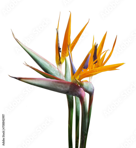 Valokuva Bird of paradise flower isolated on transparent background