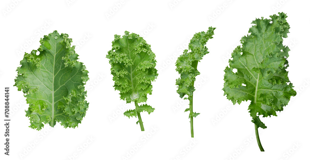 Kale leaf salad vegetable isolated on transparent background. - obrazy, fototapety, plakaty 