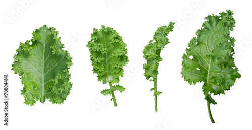 Kale leaf salad vegetable isolated on transparent background.
