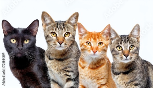 four cute cats, 16:9 widescreen wallpaper / background © J