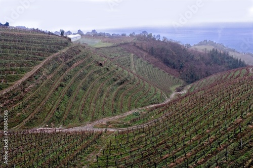 Hillside Txakoli wine vineyards lead into the northern Atlantic Ocean in the northern Spain Basque region.