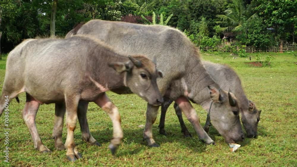 The water buffalo (Bubalus bubalis), also called the Asiatic buffalo, domestic water buffalo or Asian water buffalo, is a large bovid originating in the Indian subcontinent and Southeast Asia. The water buffalo (Bubalus bubalis), also called the Asiatic buffalo, domestic water buffalo or Asian water buffalo, is a large bovid originating in the Indian subcontinent and Southeast Asia.