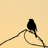 silhouette of Daurian redstart on a branch in the morning sunlight
