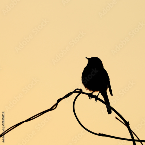 silhouette of Daurian redstart on a branch in the morning sunlight