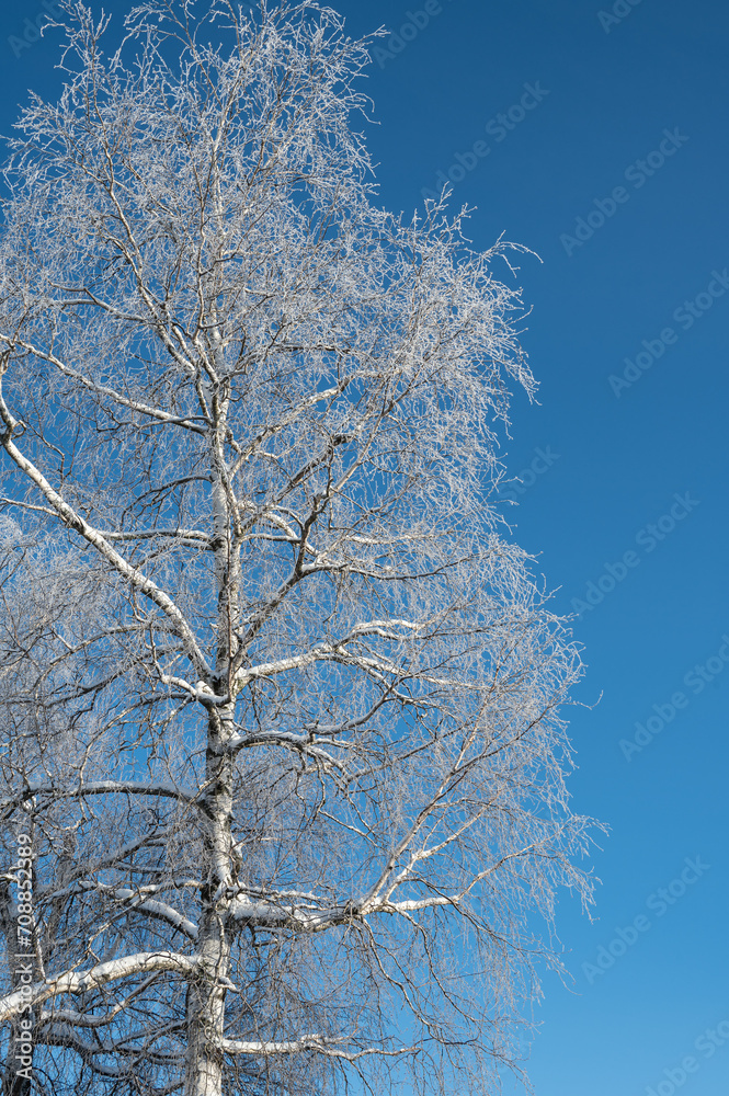 Tree branches covered with snow and frost as a natural fantastic background.