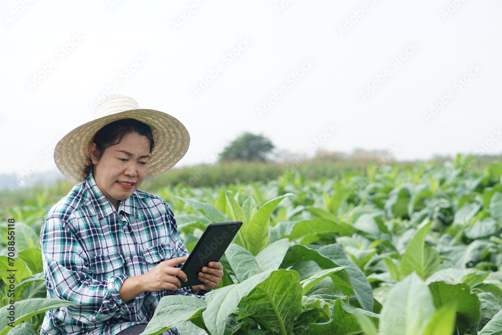 Asian woman gardener is at garden, wears hat, plaid shirt, holds smart tablet to inspect growth and diseases of plants. Concept, agriculture inspection, study survey and research to develop crops.    