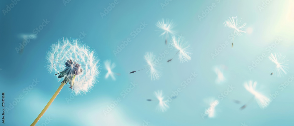 The ethereal beauty of a Danish clock dispersing seed in the field wallpaper summer floats through the wind in the sky