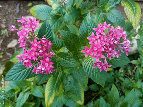 Pentas lanceolata, commonly known as Egyptian starcluster, is a species of flowering plant in the madder family, Rubiaceae that is native to much of Africa as well as Yemen.  photo