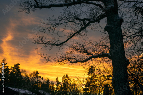 Fototapeta Naklejka Na Ścianę i Meble -  sunset in the forest, nacka,sweden,sverige,Mats