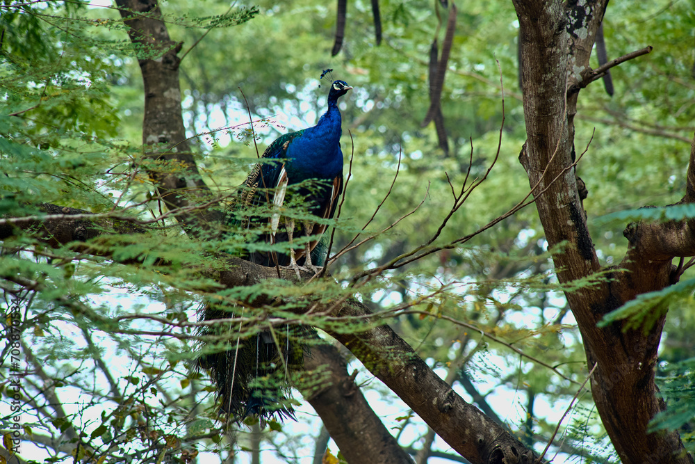 Fototapeta premium peacock on a tree