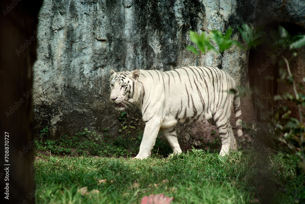 White tiger or bleached tiger is a leucitic pigmentation variant of the mainland Asian tiger. Bengal tiger