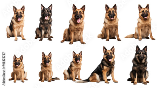 Collection of different cute german shepherd dogs with brown and black fur sitting,isolated, white background