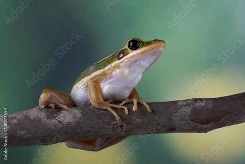 The Common Green Frog (Hylarana erythraea). It lives in Southeast Asia and is also known as Green Paddy Frog, Red-eared Frog or Leaf Frog.