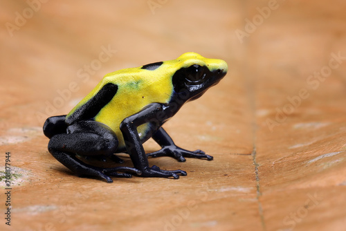 Poison Dart Frog (Dendrobates tinctorius) often called the Dyeing Dart Frog.