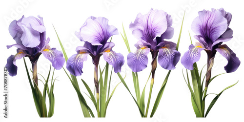 Purple iris, spring flowers, isolated or white background