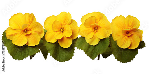 Yellow primrose, spring flowers, isolated or white background photo
