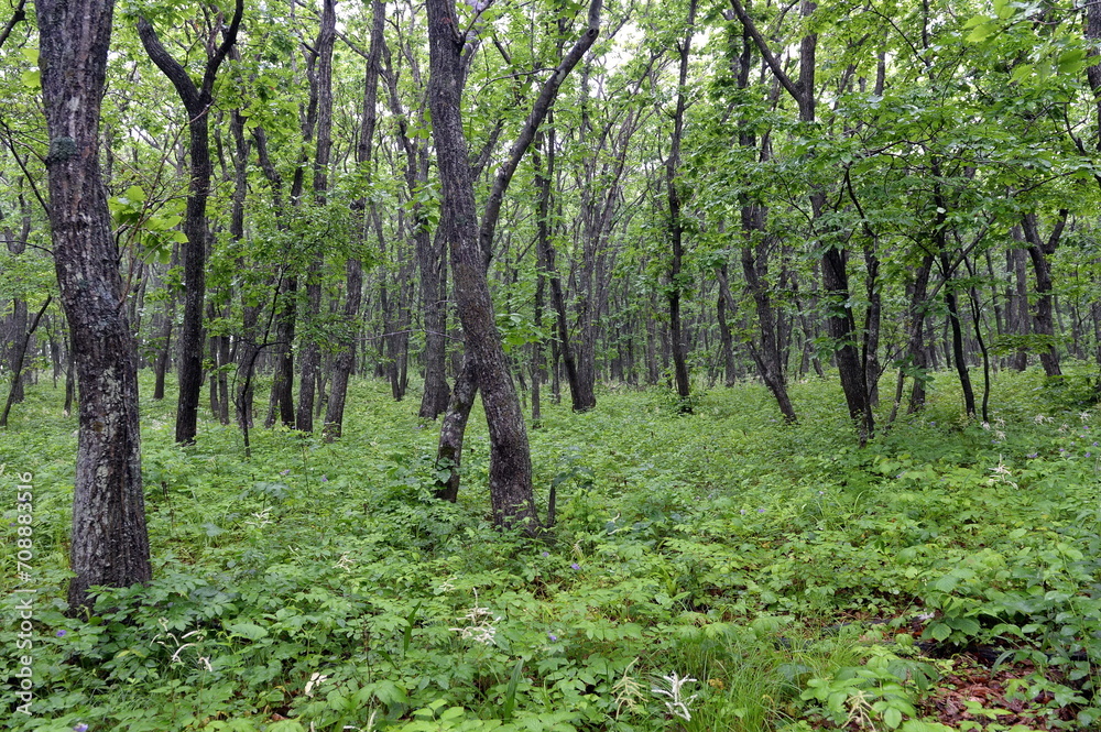 The forest on the Bruce Peninsula in Peter the Great Bay. Primorsky Krai The forest on the Bruce Peninsula in Peter the Great Bay. Primorsky Krai