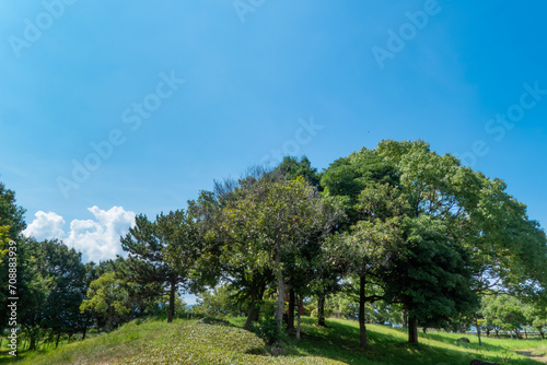 夏の青空と雲 公園の緑の木々