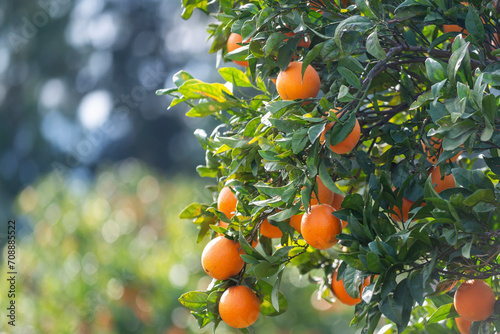 Plantation d orangers en Tunisie