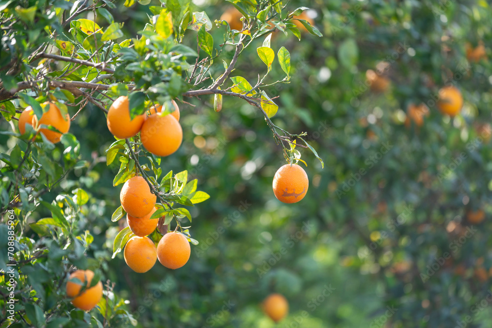 Plantation d'orangers en Tunisie