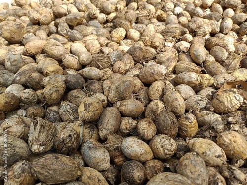 Stacks of dried areca nuts ready to be peeled photo