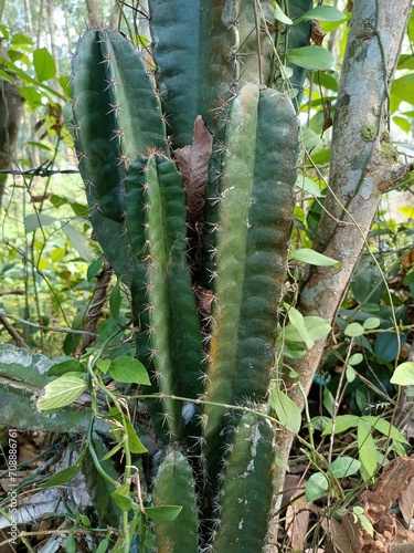 Cereus jamacaru, known as mandacaru or cardeiro, is a cactus native to central and eastern Brazil. It often grows up to 6 metres high. photo