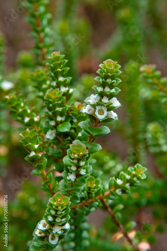 Sydney Australia, flowering stem of a baeckea imbricata or heath myrtle native to eastern Australia photo