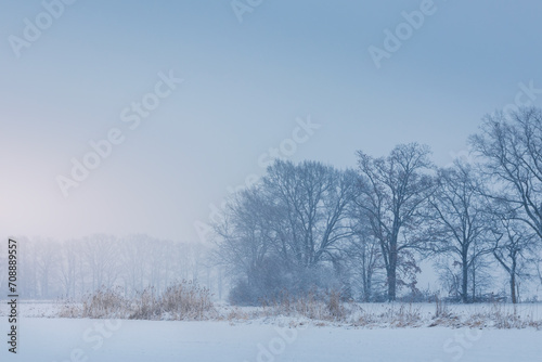 Tree with high grass in winter snow strom. Czech landscape background