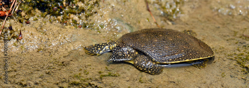 junge Nil-Weichschildkröte // juvenile African softshell turtle (Trionyx triunguis) - Dalyan, Türkei photo