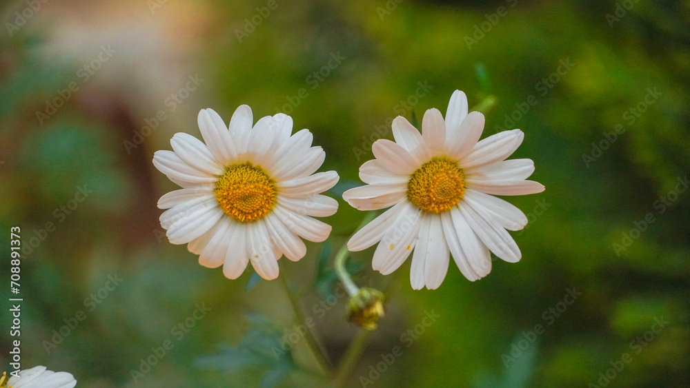 Obraz premium Flower daisy