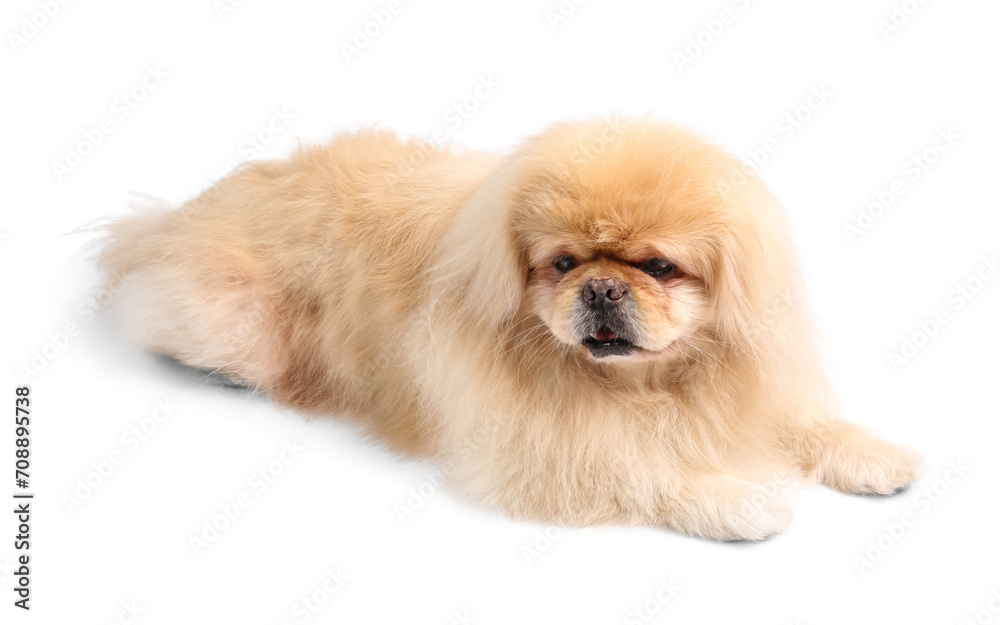 Cute Pekingese dog lying on white background Cute Pekingese dog lying on white background