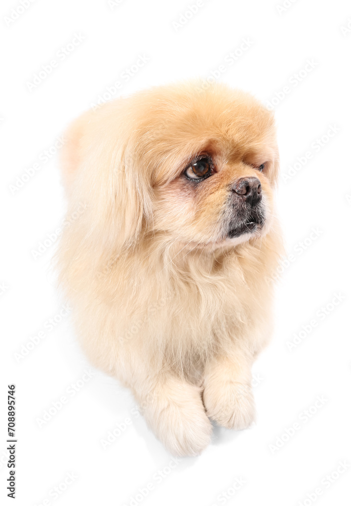 Cute Pekingese dog lying on white background Cute Pekingese dog lying on white background