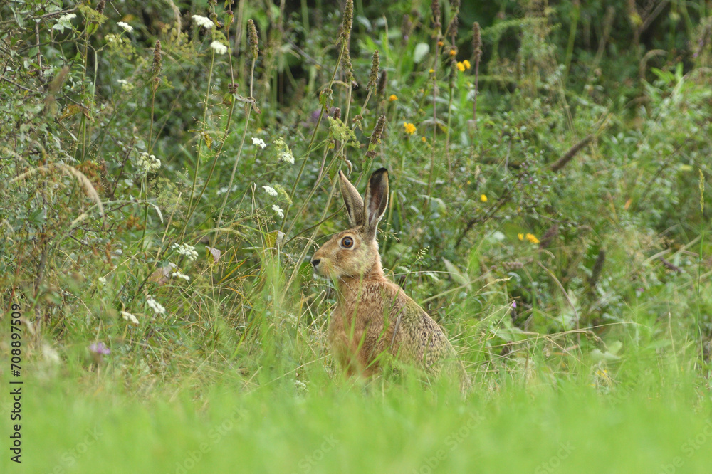 Hidden brown hare on the meadow near the forest wildlife