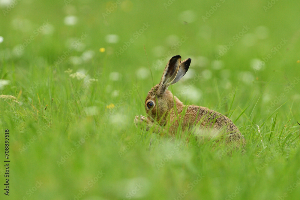 Brown hare eating spring green grass on the meadow