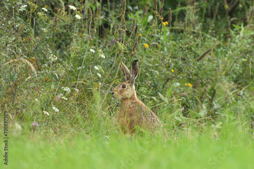 Obraz na płótnie Hidden brown hare on the meadow near the forest wildlife w salonie