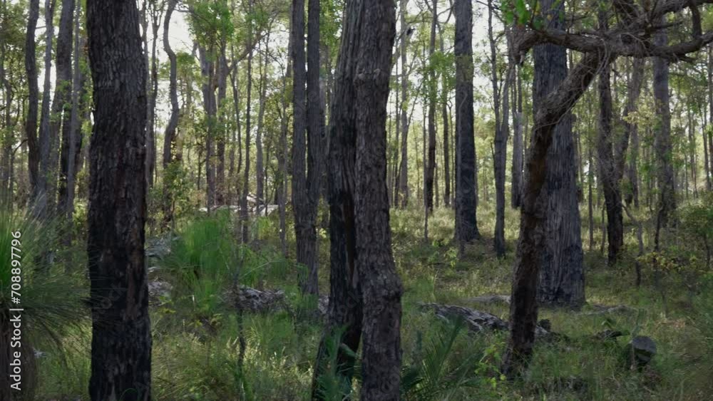 Pan across lush, green native Karri Forest in National Park, southwest of Western Australia. Backlit