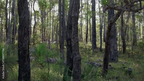 Pan across lush, green native Karri Forest in National Park, southwest of Western Australia. Backlit